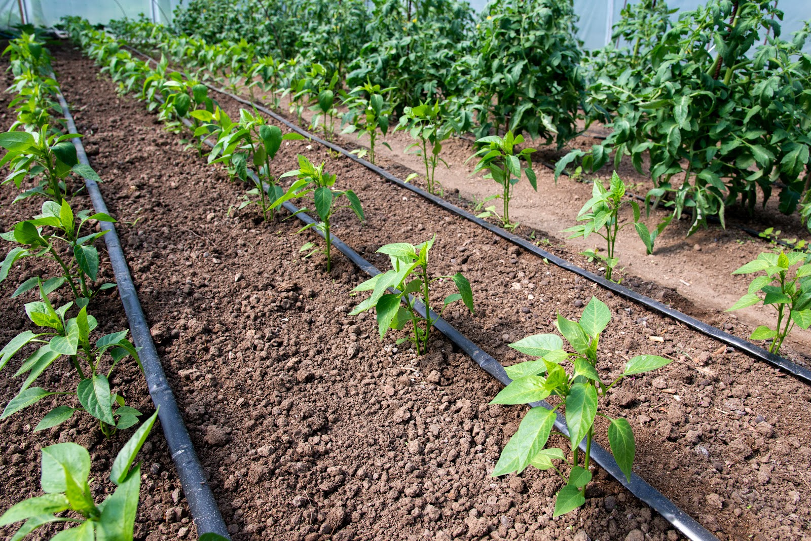 irrigation garden drip line shutterstock