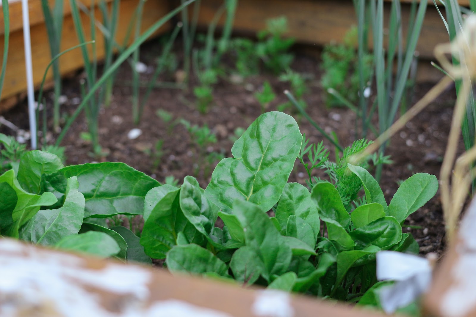 A close-up of a veggie garden of a backyard