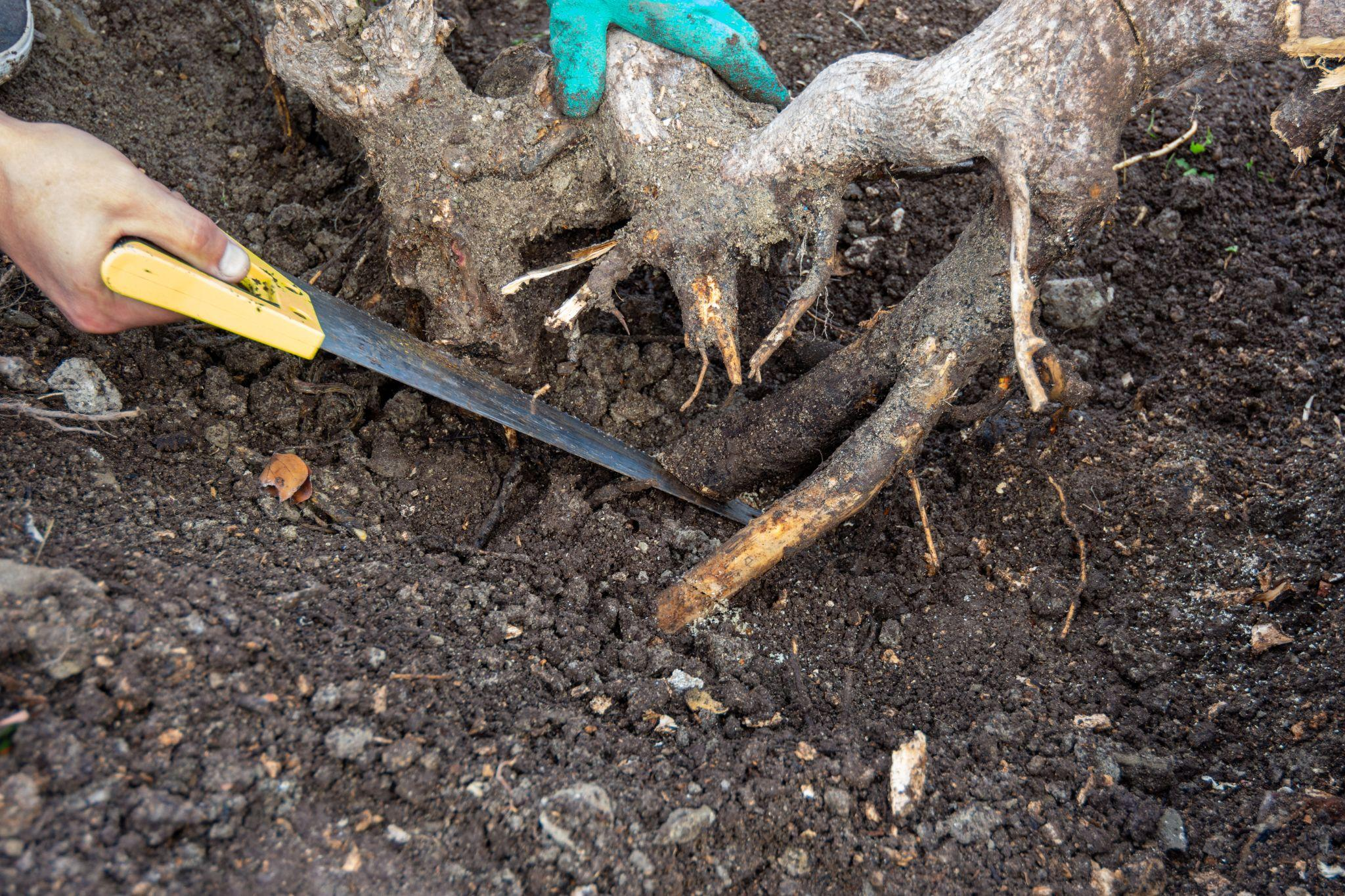 How to Remove a Tree Stump