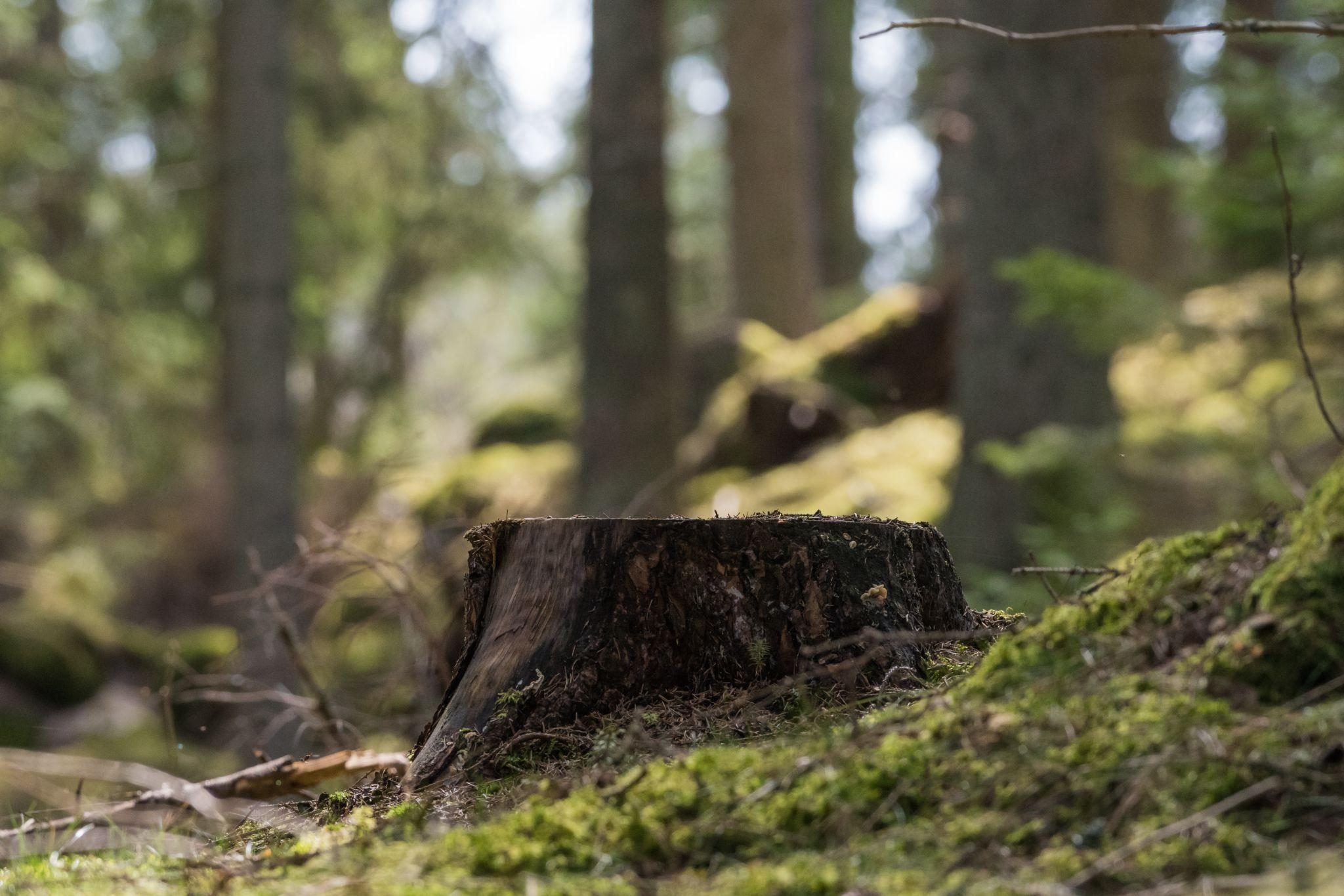 stumped-over-how-to-remove-a-tree-stump