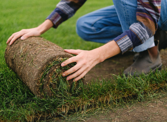 Revamp, revive, and re-turf your lawn: a step by step guide